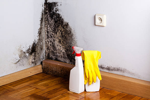 Biohazard Mold Removal in West Conshohocken, PA